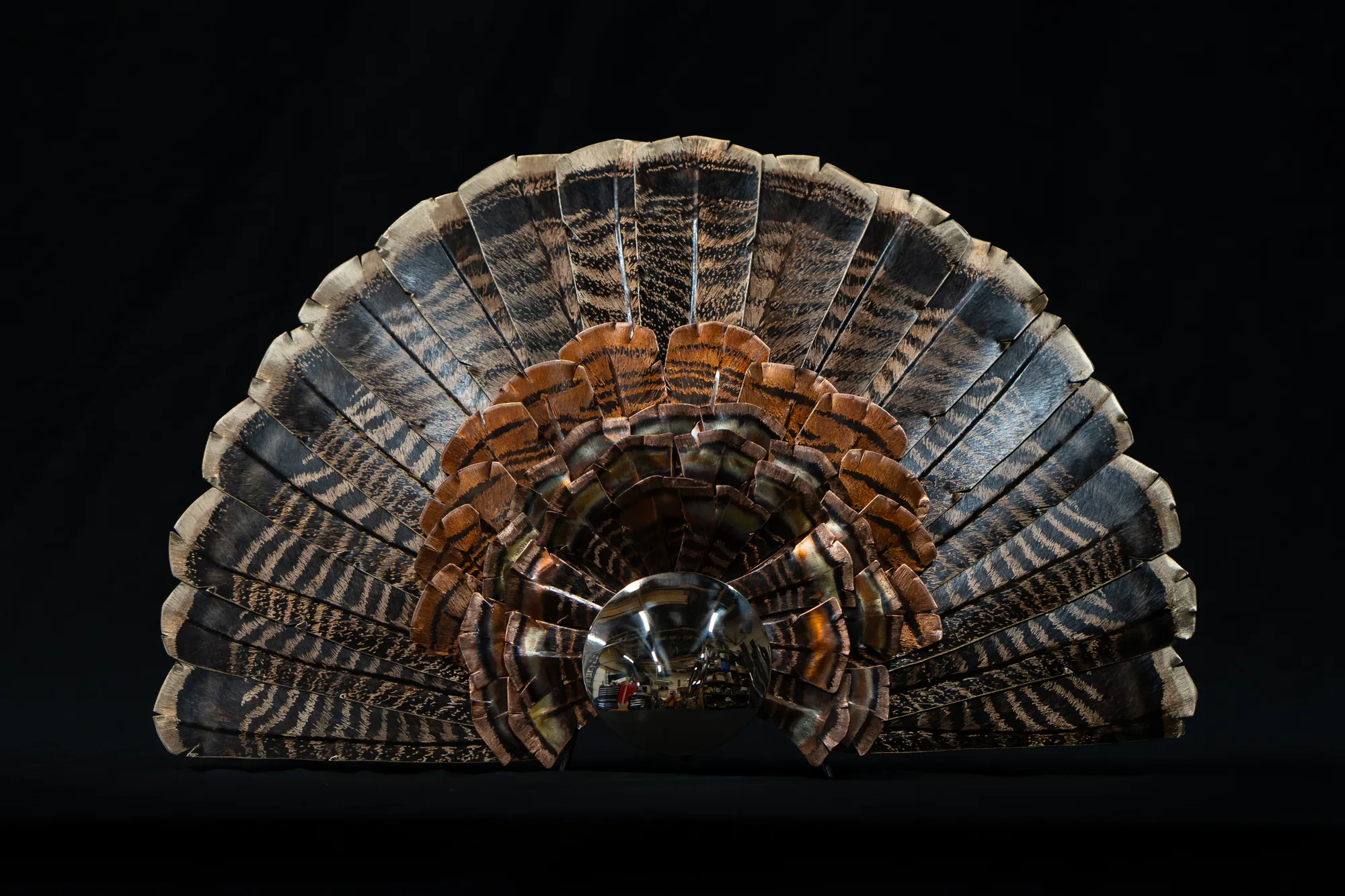 Eastern Wild Turkey