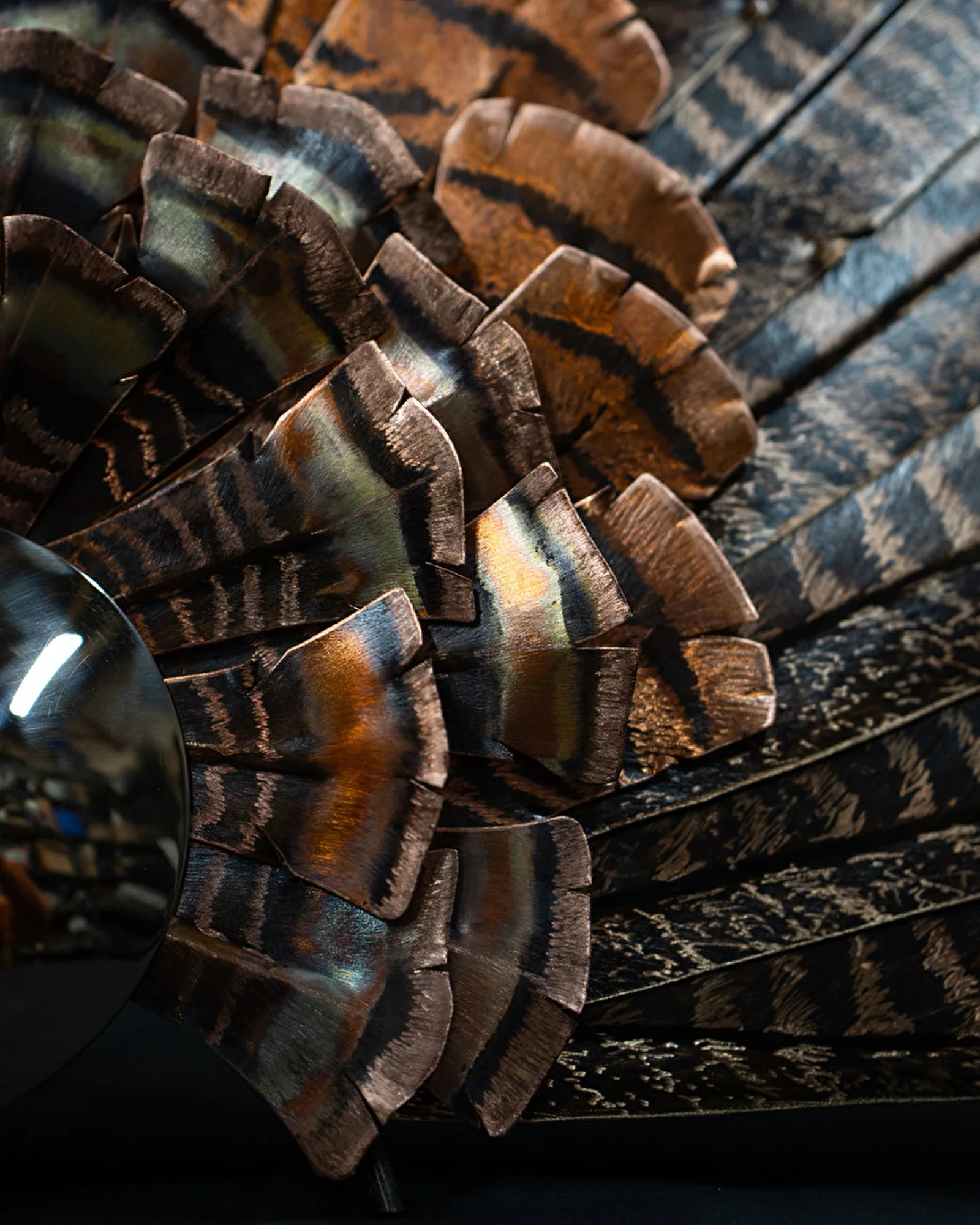 Eastern Wild Turkey, view 3